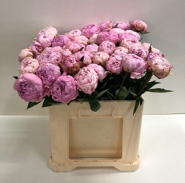 Paeonia sarah bernhardt.jpg